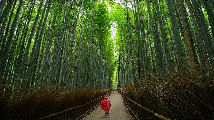 Detail Pemandangan Hutan Bambu Nomer 58