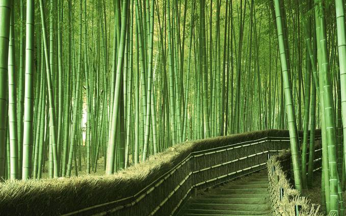Detail Pemandangan Hutan Bambu Nomer 7