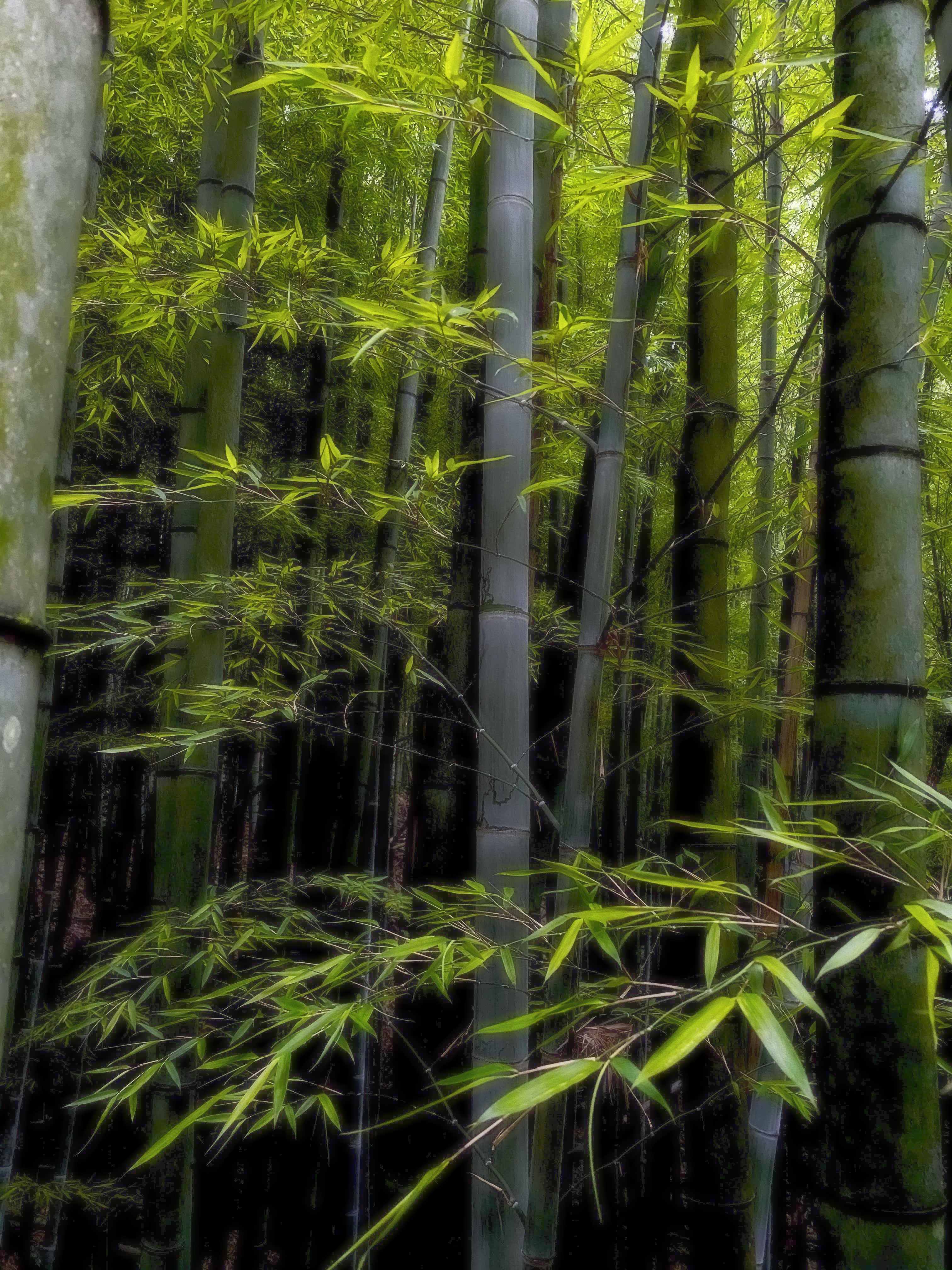 Detail Pemandangan Hutan Bambu Nomer 8