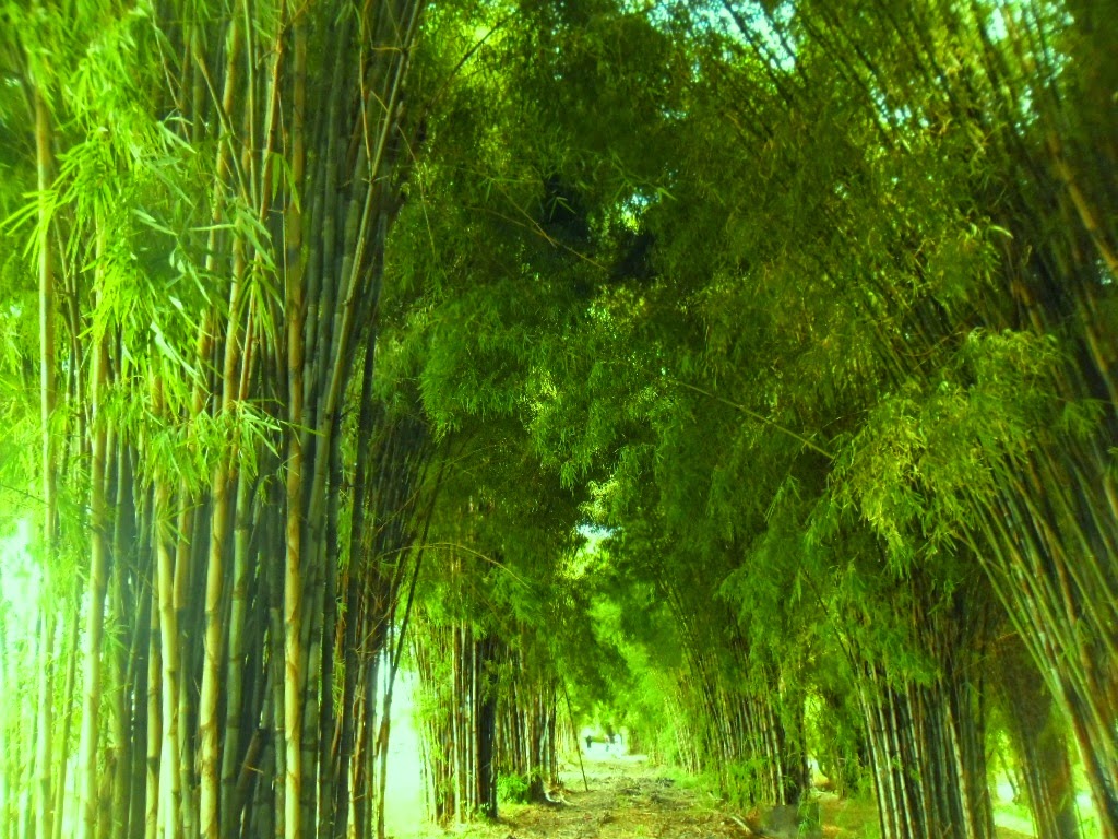 Detail Pemandangan Hutan Bambu Nomer 9