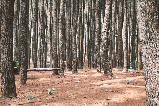 Detail Pemandangan Hutan Pinus Nomer 16
