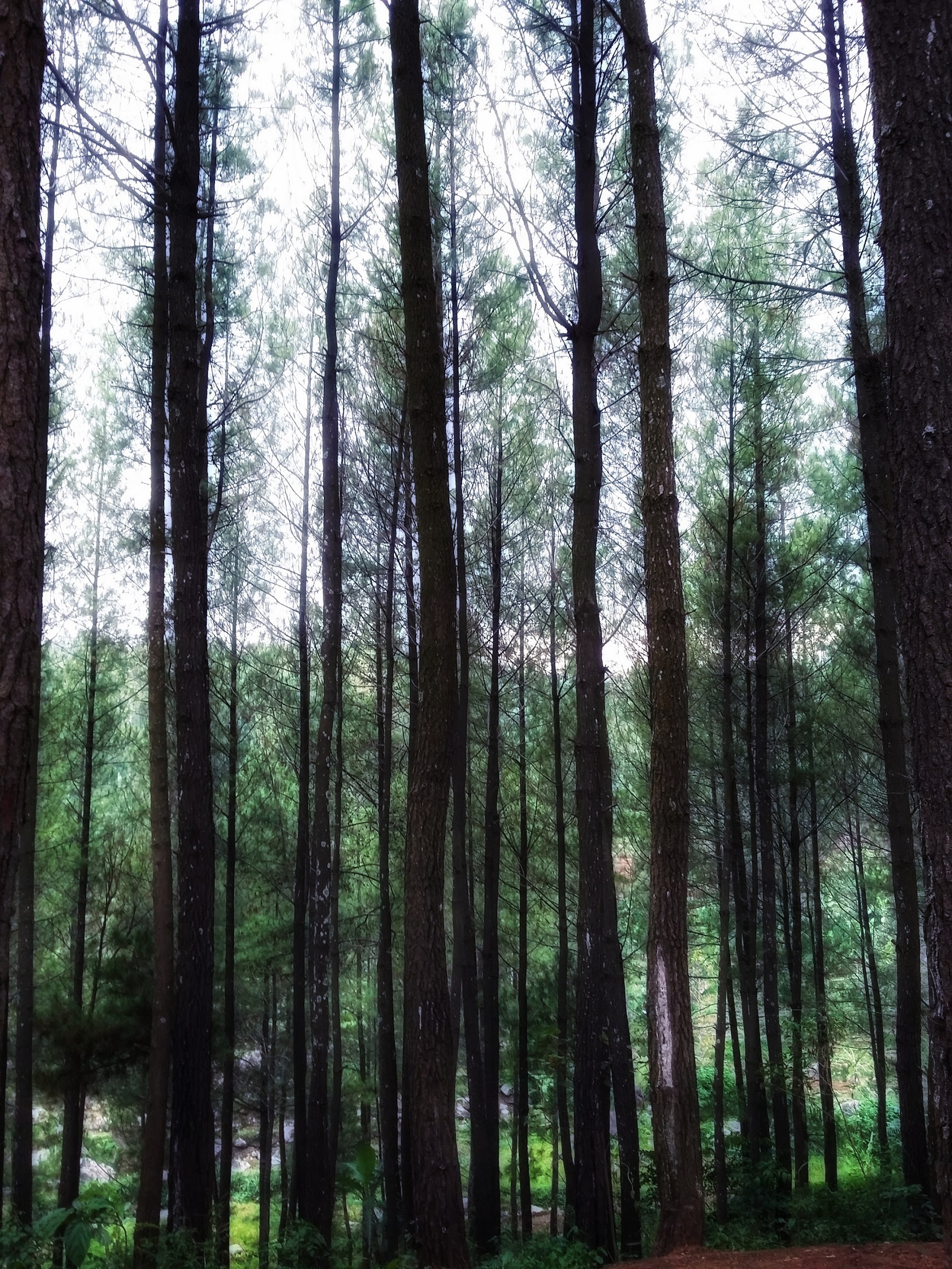 Detail Pemandangan Hutan Pinus Nomer 26