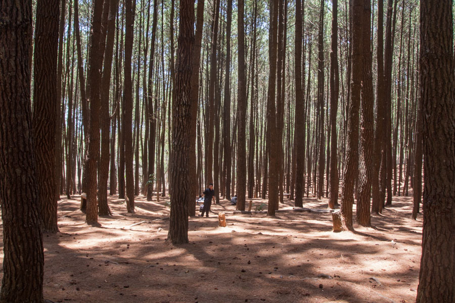 Detail Pemandangan Hutan Pinus Nomer 28