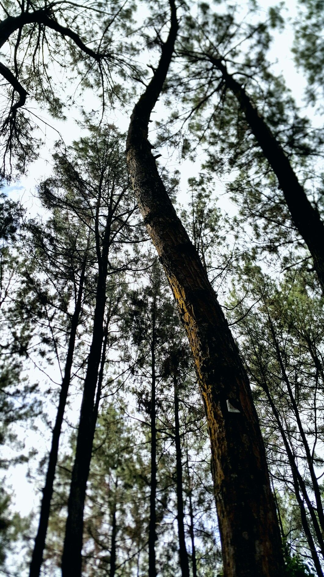 Detail Pemandangan Hutan Pinus Nomer 35