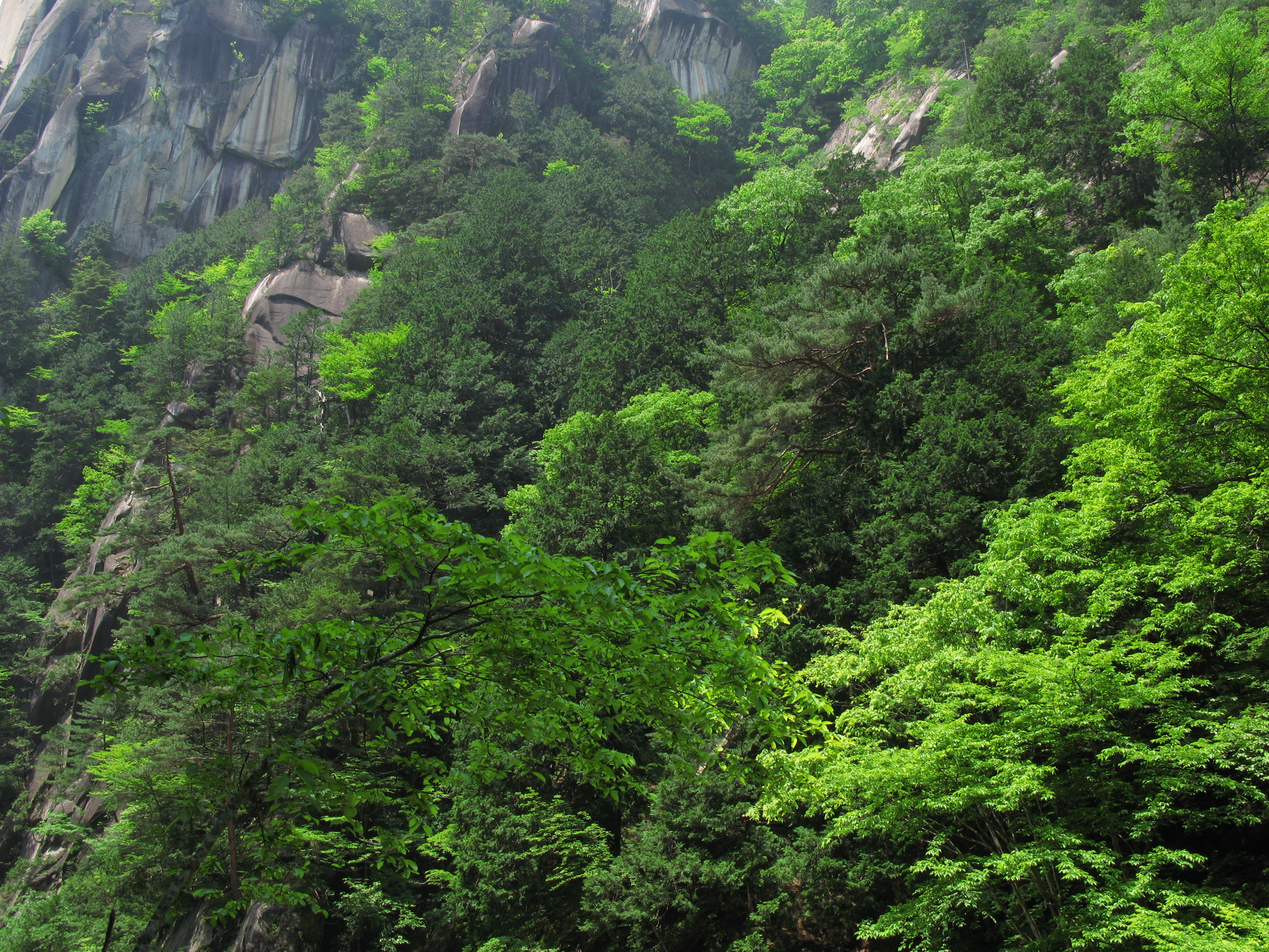 Detail Pemandangan Hutan Rimba Nomer 9