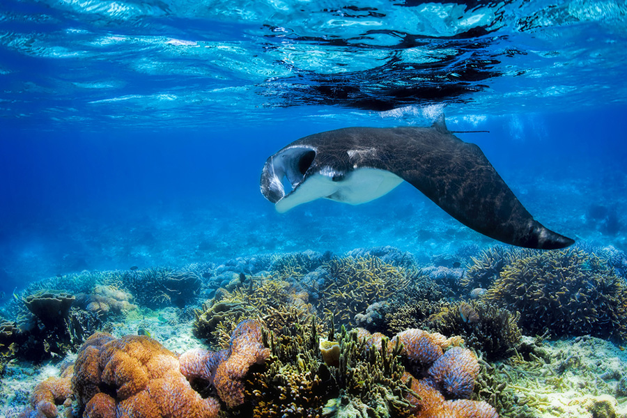 Detail Pemandangan Indah Bawah Laut Nomer 18