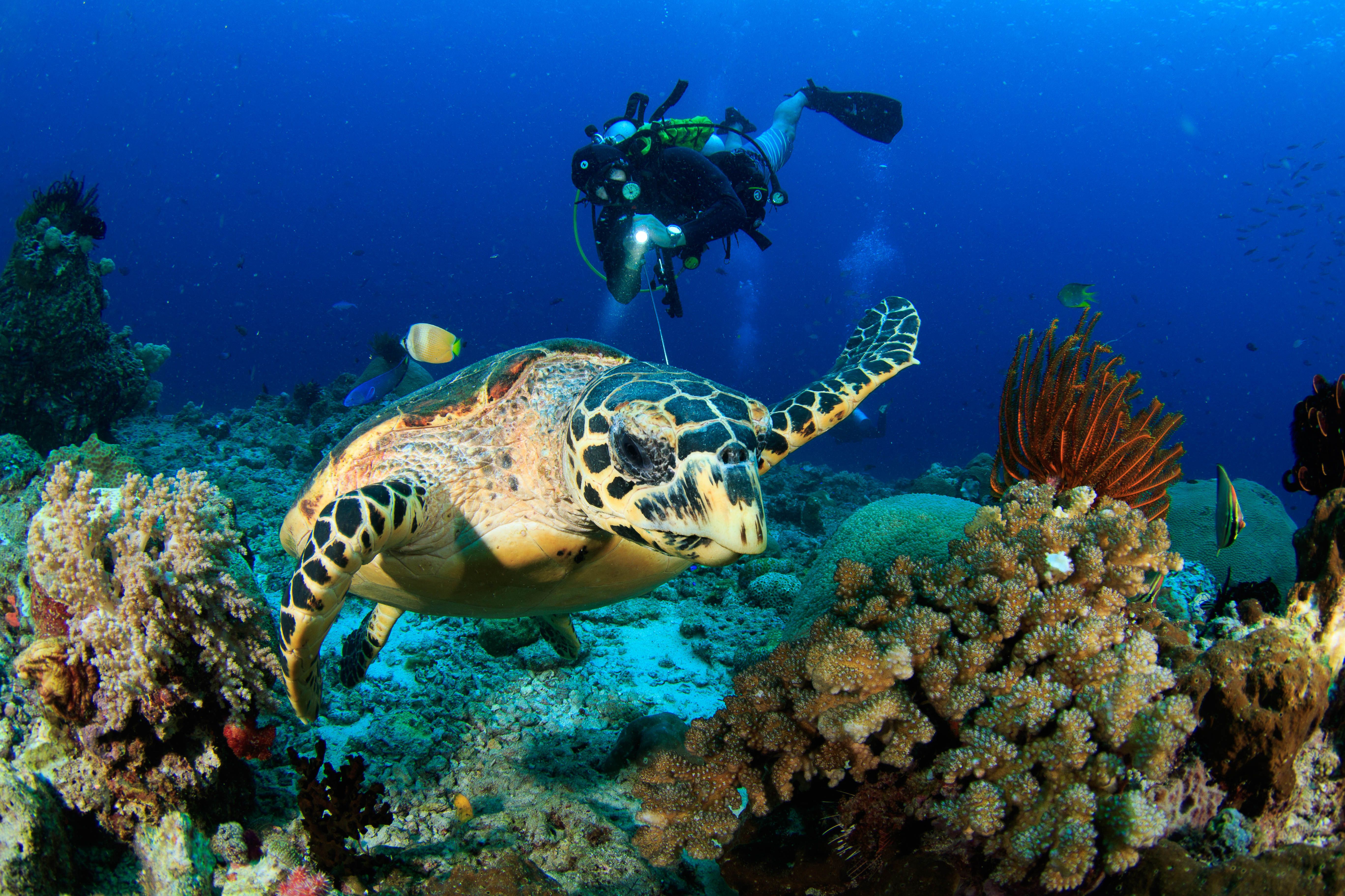 Detail Pemandangan Indah Bawah Laut Nomer 21