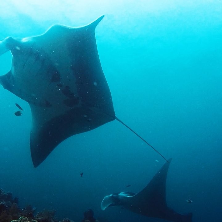 Detail Pemandangan Indah Bawah Laut Nomer 38