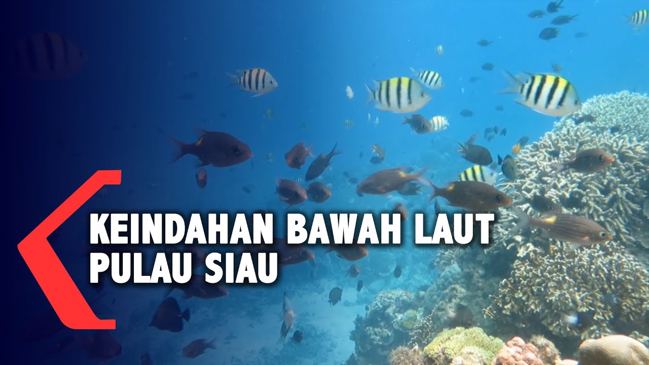 Detail Pemandangan Indah Bawah Laut Nomer 47