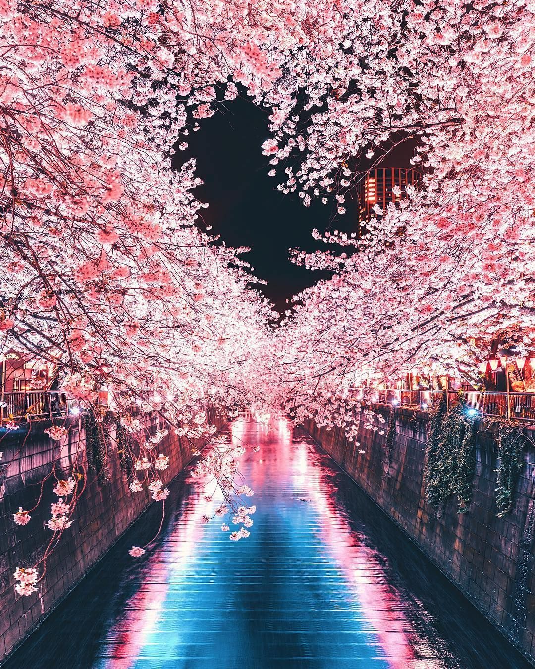 Detail Pemandangan Indah Bunga Sakura Nomer 2