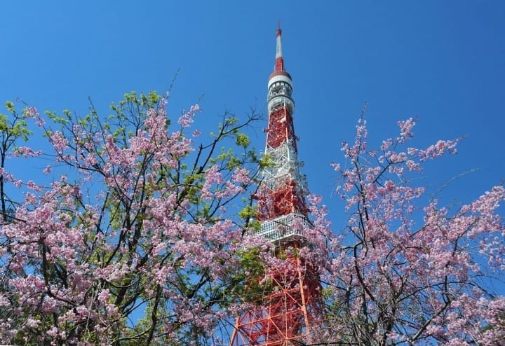 Detail Pemandangan Indah Bunga Sakura Nomer 48