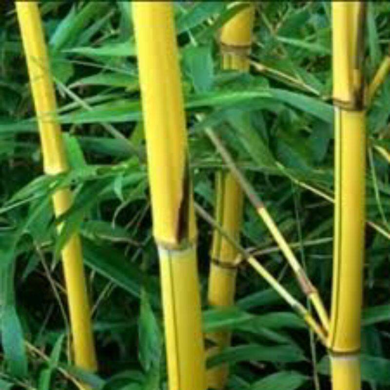 Detail Lukisan Bambu Kuning Nomer 49