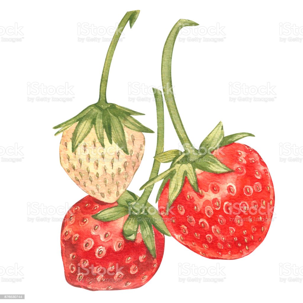 Detail Lukisan Buah Strawberry Nomer 15