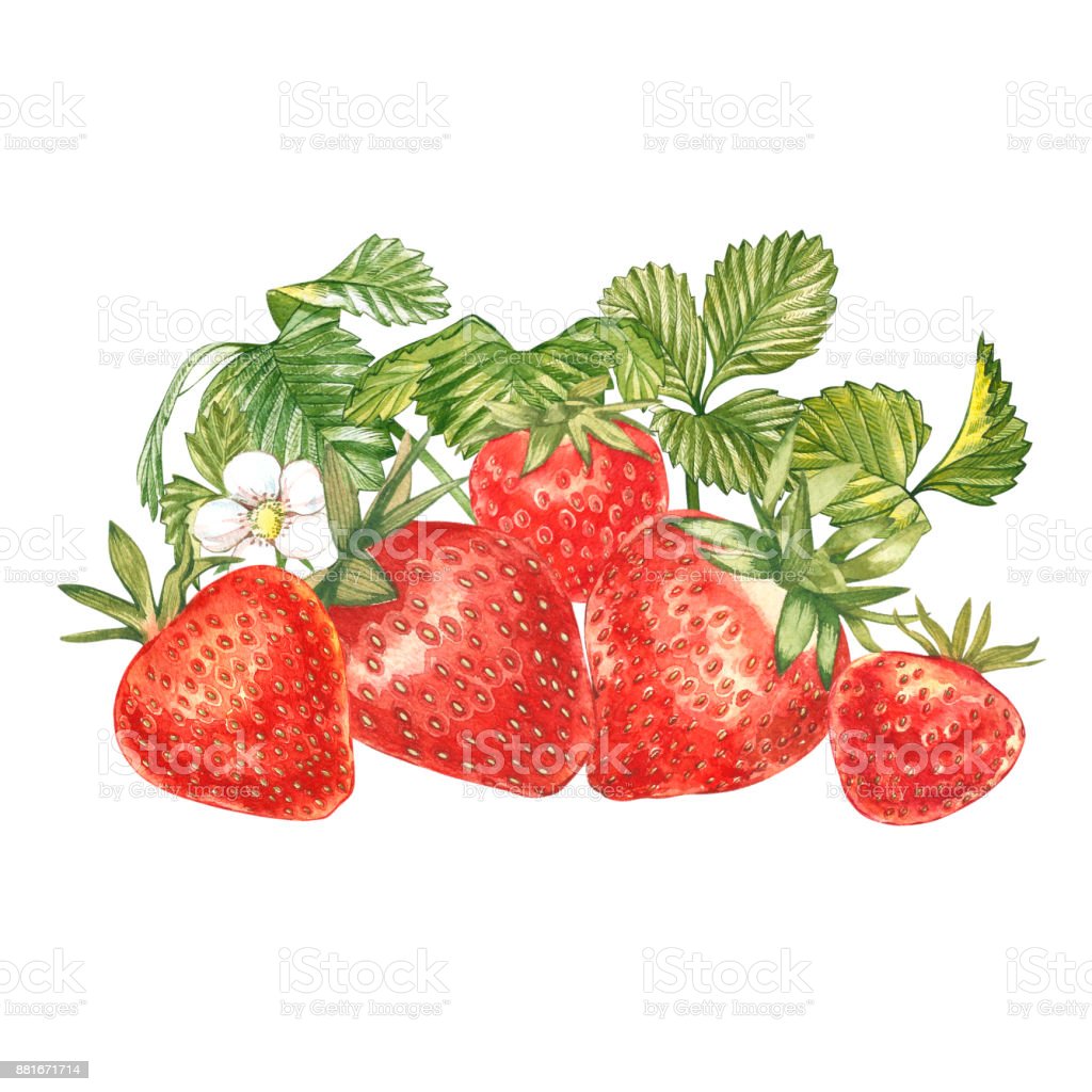 Detail Lukisan Buah Strawberry Nomer 24