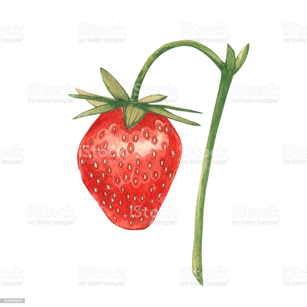 Detail Lukisan Buah Strawberry Nomer 44