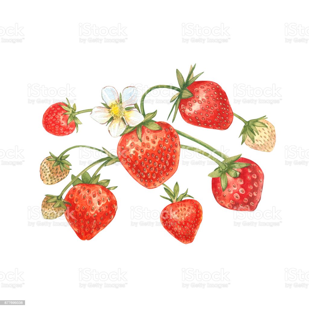 Detail Lukisan Buah Strawberry Nomer 46
