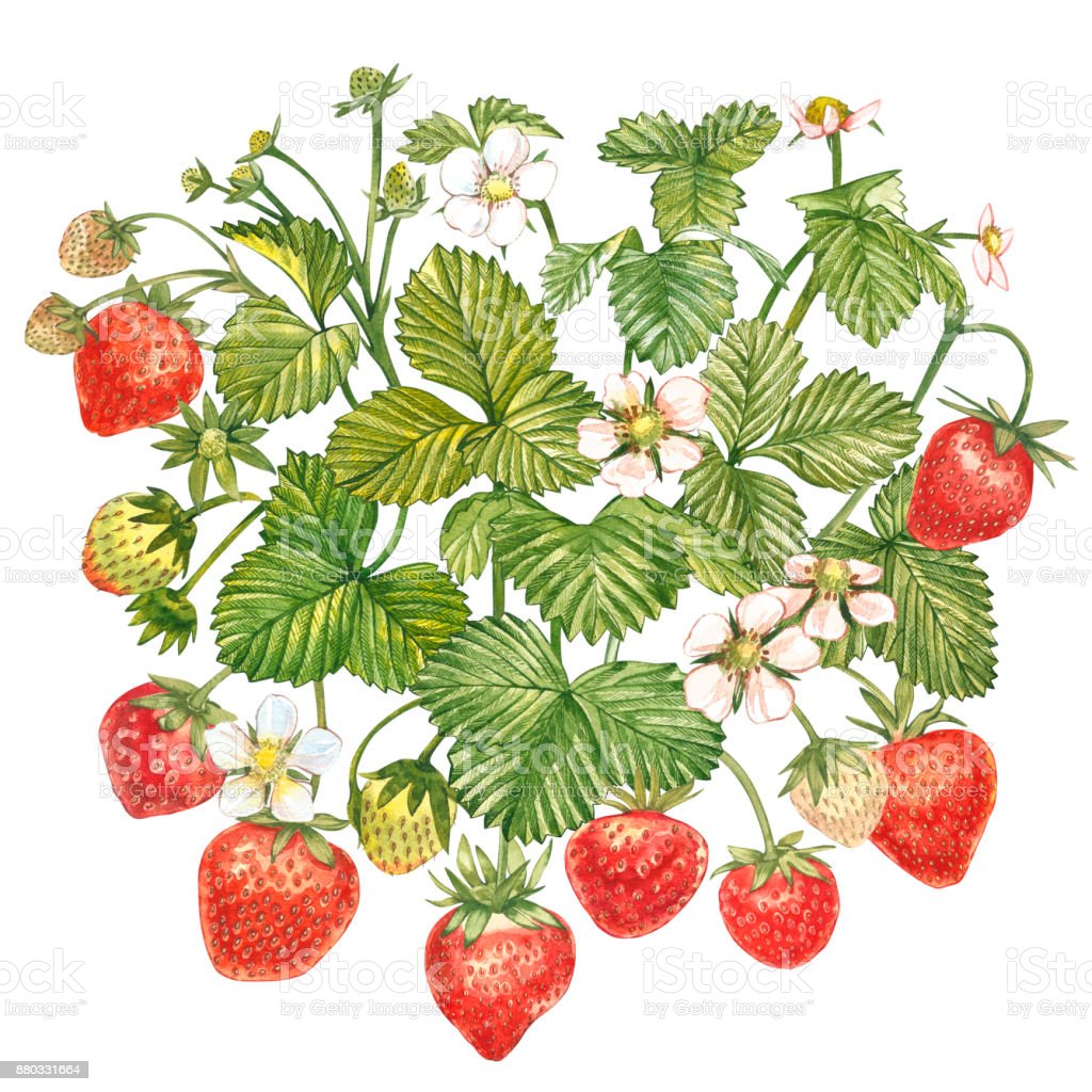 Detail Lukisan Buah Strawberry Nomer 49