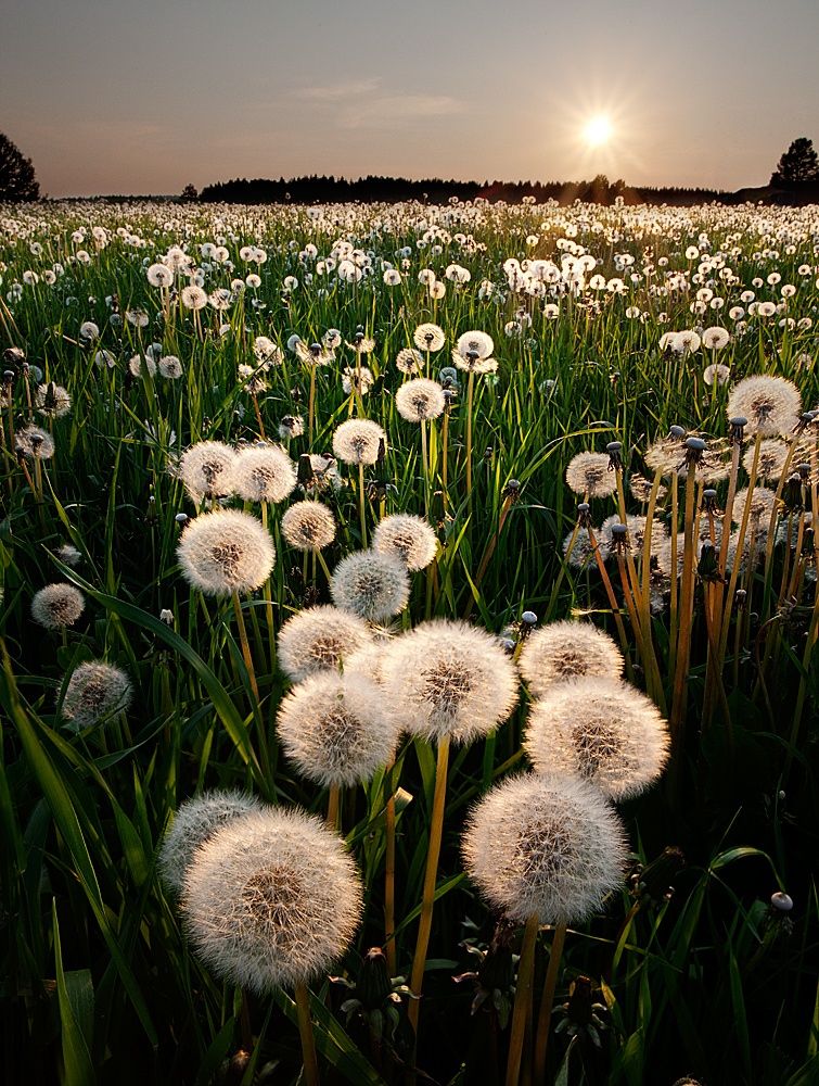 Detail Lukisan Bunga Dandelion Nomer 13