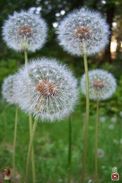 Detail Lukisan Bunga Dandelion Nomer 19