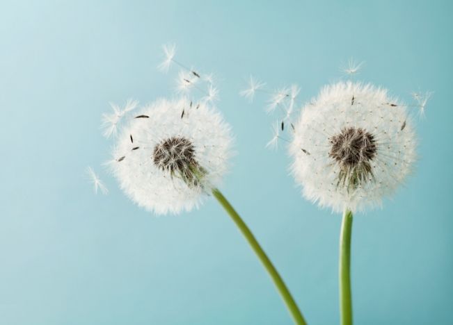 Detail Lukisan Bunga Dandelion Nomer 3