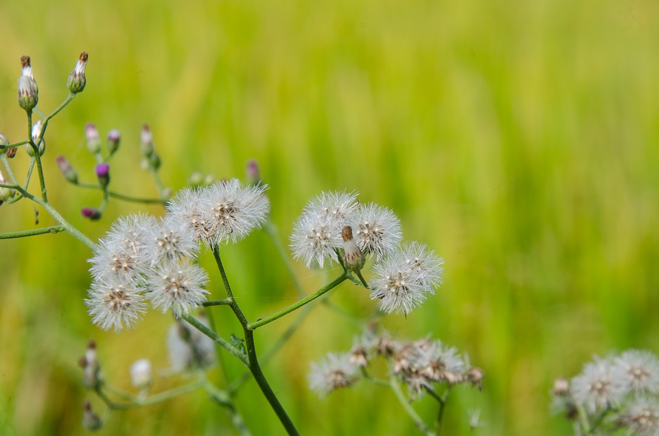 Detail Lukisan Bunga Dandelion Nomer 23