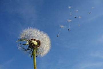 Detail Lukisan Bunga Dandelion Nomer 26