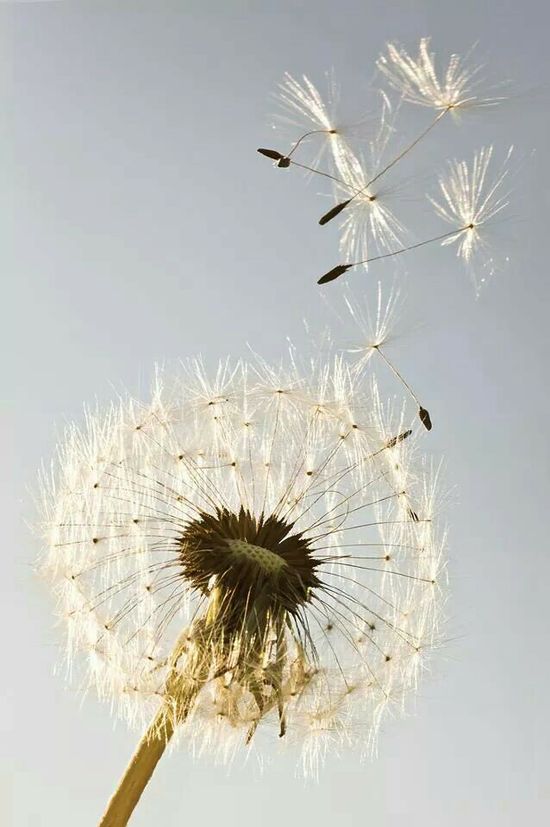 Detail Lukisan Bunga Dandelion Nomer 28