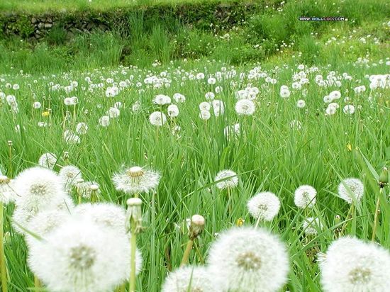 Detail Lukisan Bunga Dandelion Nomer 29