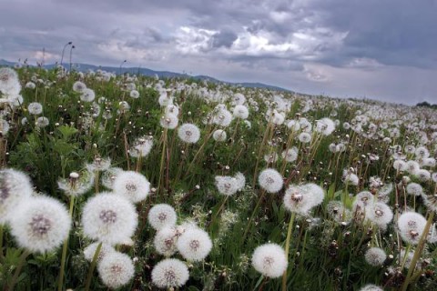 Detail Lukisan Bunga Dandelion Nomer 30