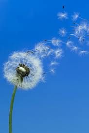 Detail Lukisan Bunga Dandelion Nomer 33