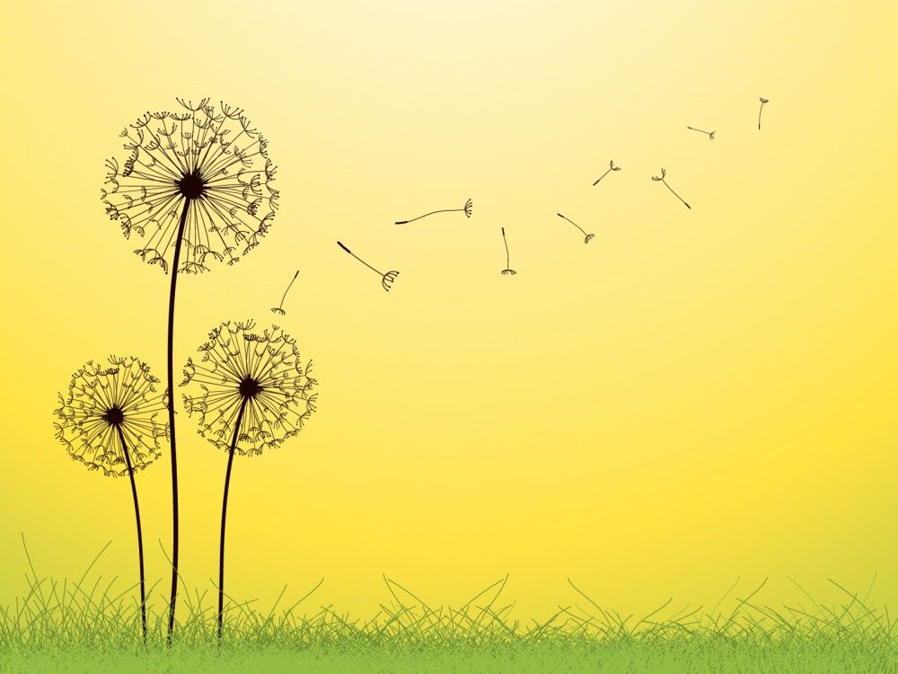 Detail Lukisan Bunga Dandelion Nomer 5