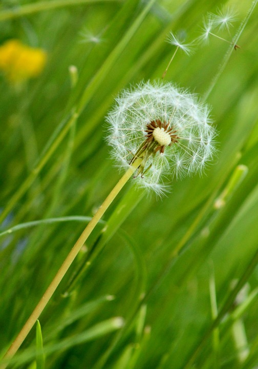 Detail Lukisan Bunga Dandelion Nomer 43