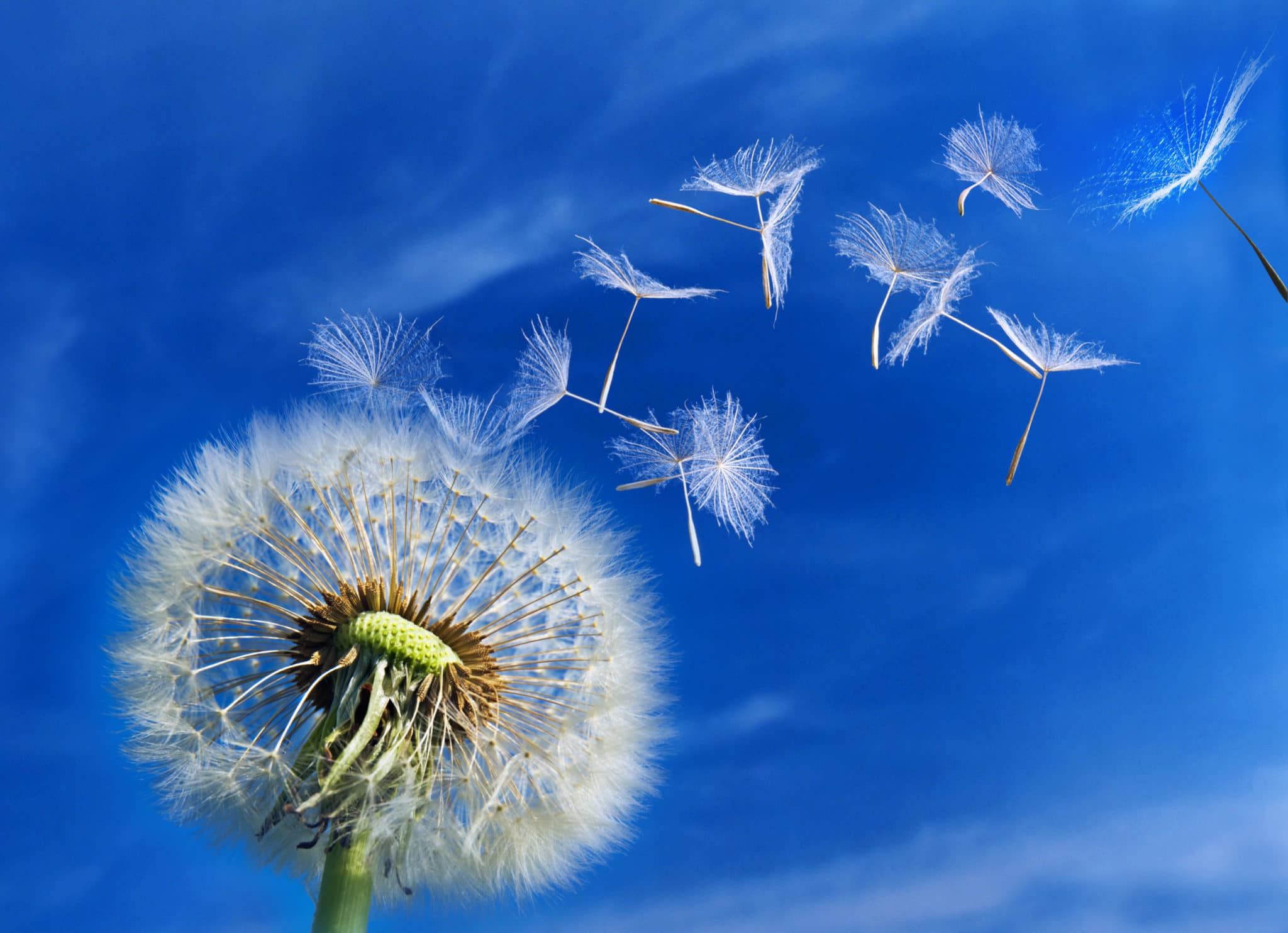 Detail Lukisan Bunga Dandelion Nomer 45
