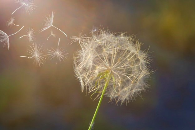 Detail Lukisan Bunga Dandelion Nomer 46