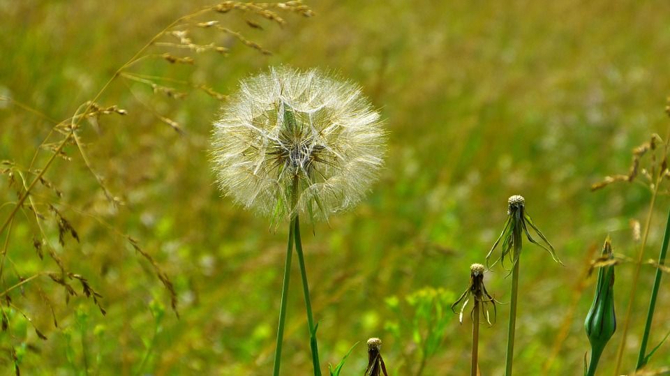 Detail Lukisan Bunga Dandelion Nomer 47