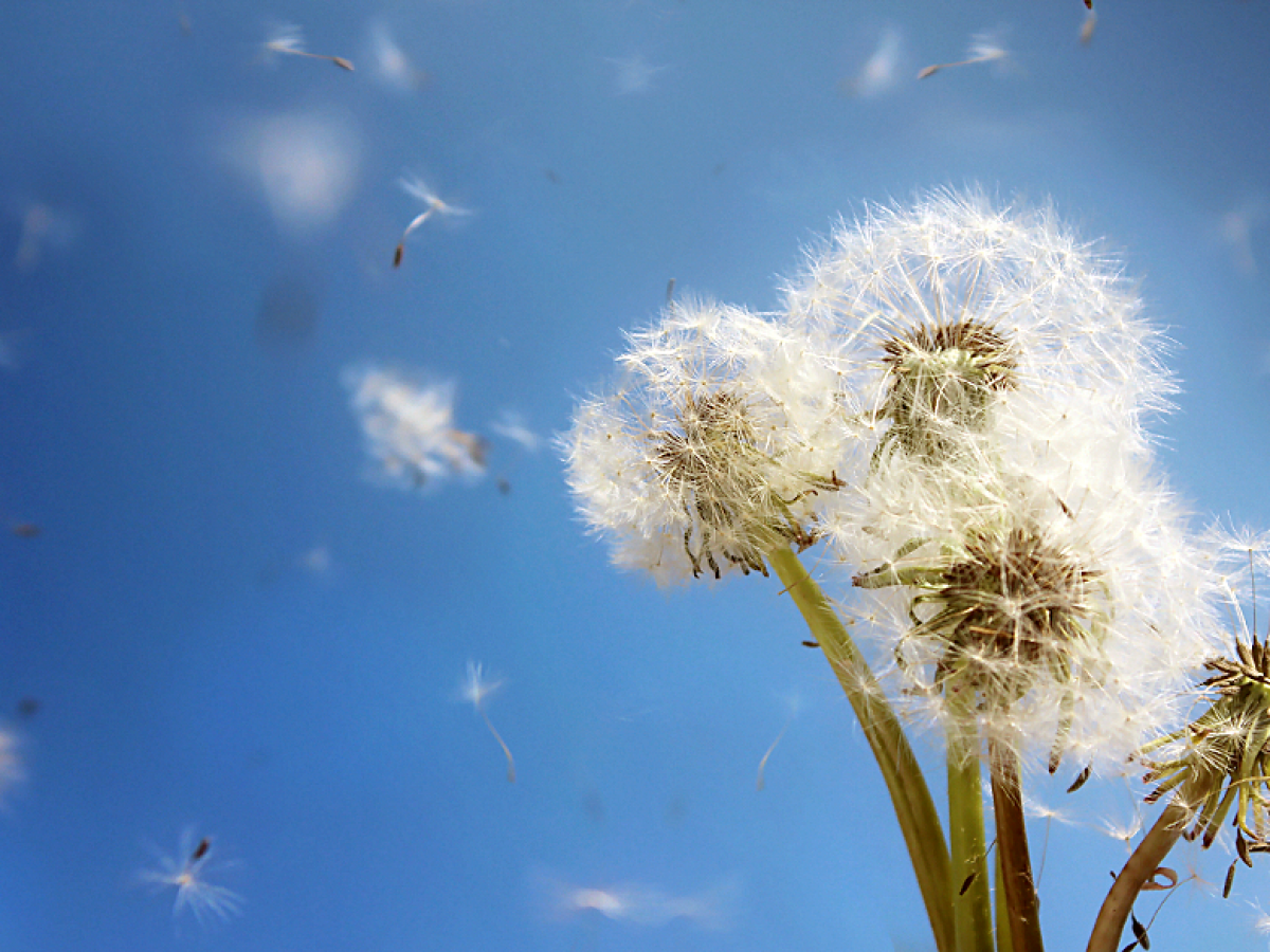Detail Lukisan Bunga Dandelion Nomer 48