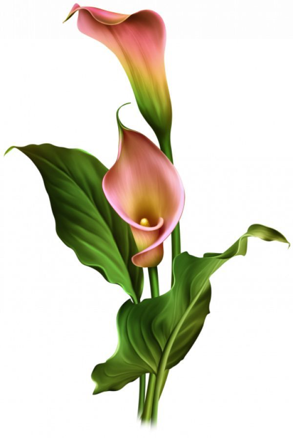 Detail Lukisan Bunga Lili Nomer 56