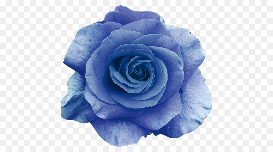 Detail Lukisan Bunga Mawar Biru Nomer 40