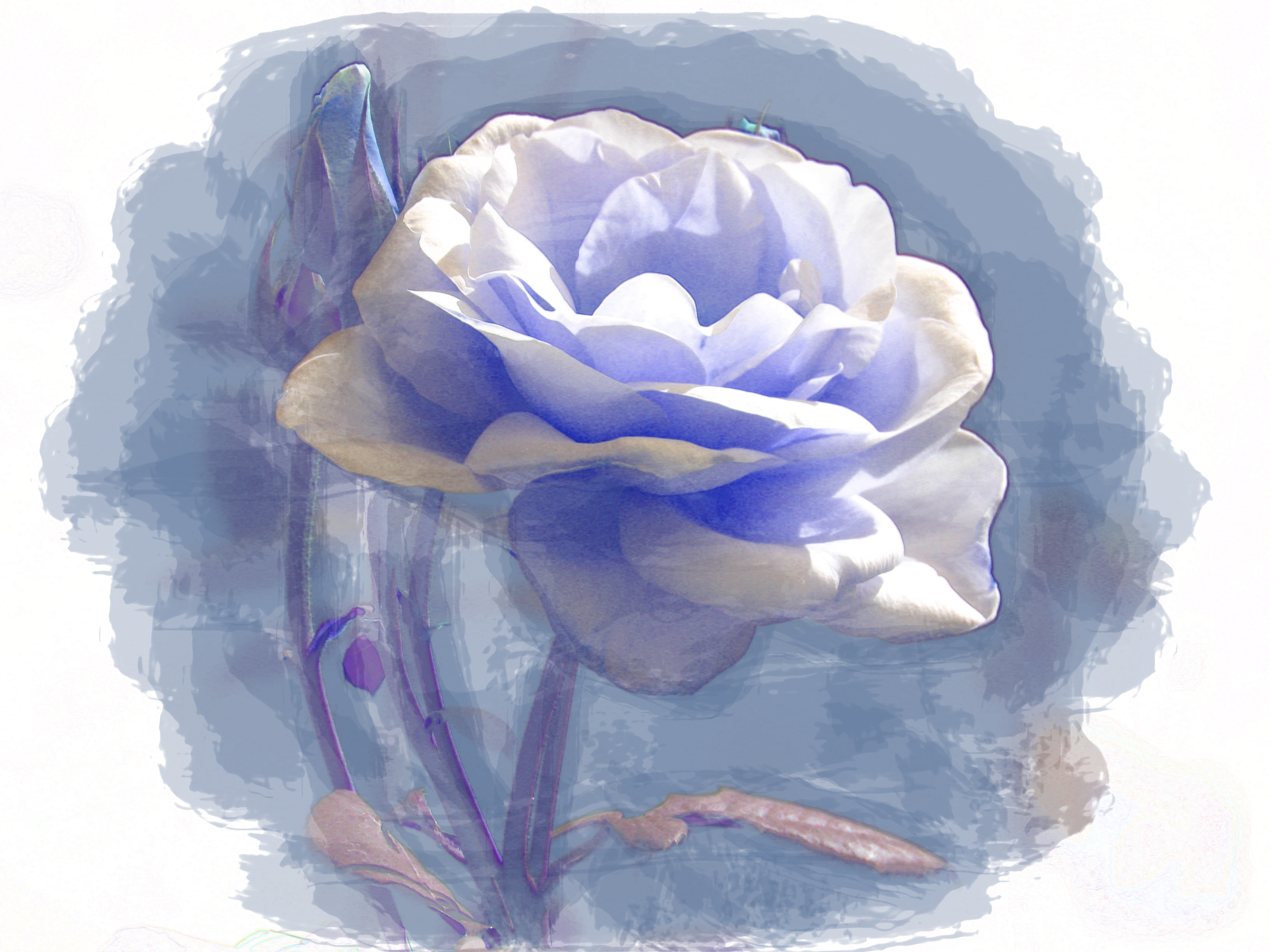 Detail Lukisan Bunga Mawar Biru Nomer 7