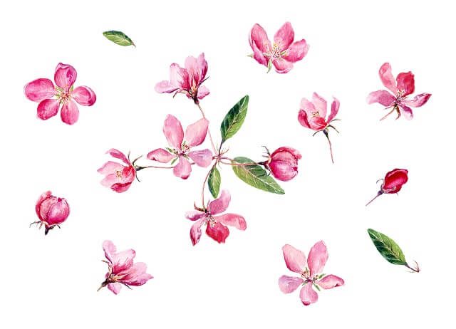 Detail Lukisan Bunga Sakura Jepang Nomer 41