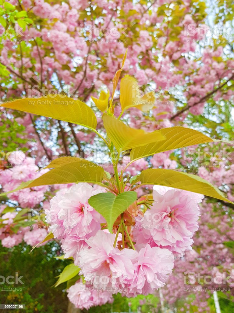Detail Lukisan Bunga Sakura Musim Semi Nomer 40
