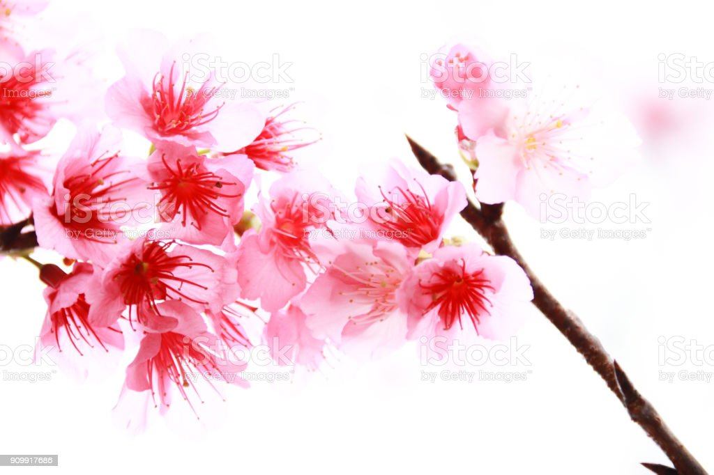 Detail Lukisan Bunga Sakura Musim Semi Nomer 41