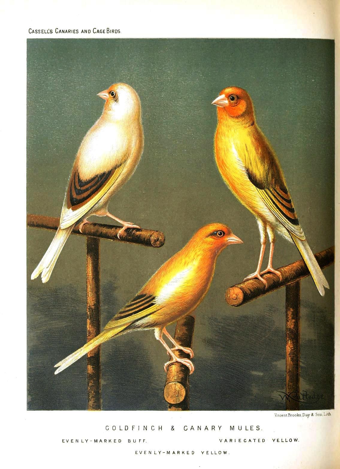 Detail Lukisan Burung Kenari Nomer 2