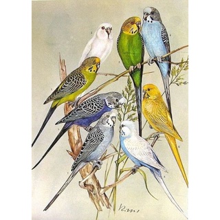 Detail Lukisan Burung Kenari Nomer 48
