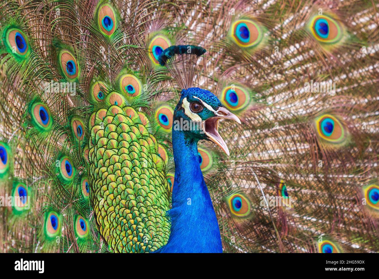 Detail Lukisan Burung Merak Terindah Nomer 43