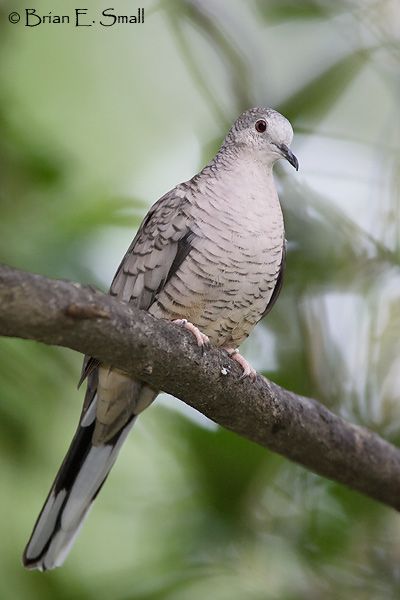 Detail Lukisan Burung Perkutut Nomer 15