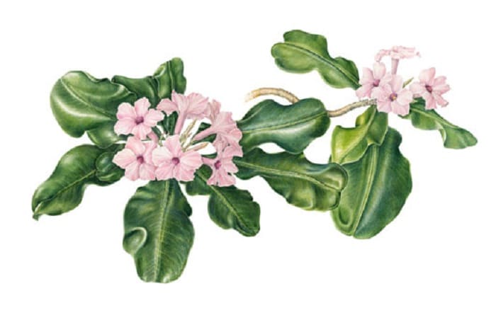 Detail Lukisan Flora Dan Fauna Simple Nomer 35
