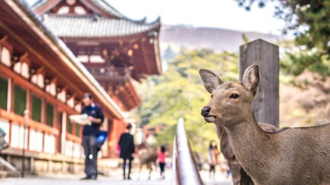 Detail Pemandangan Jepang Kota Nomer 58