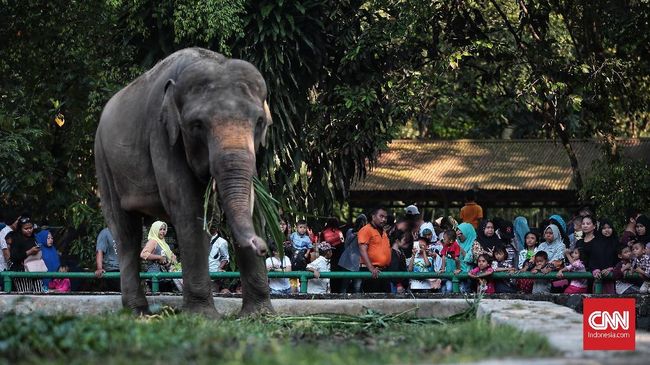 Detail Pemandangan Kebun Binatang Nomer 27