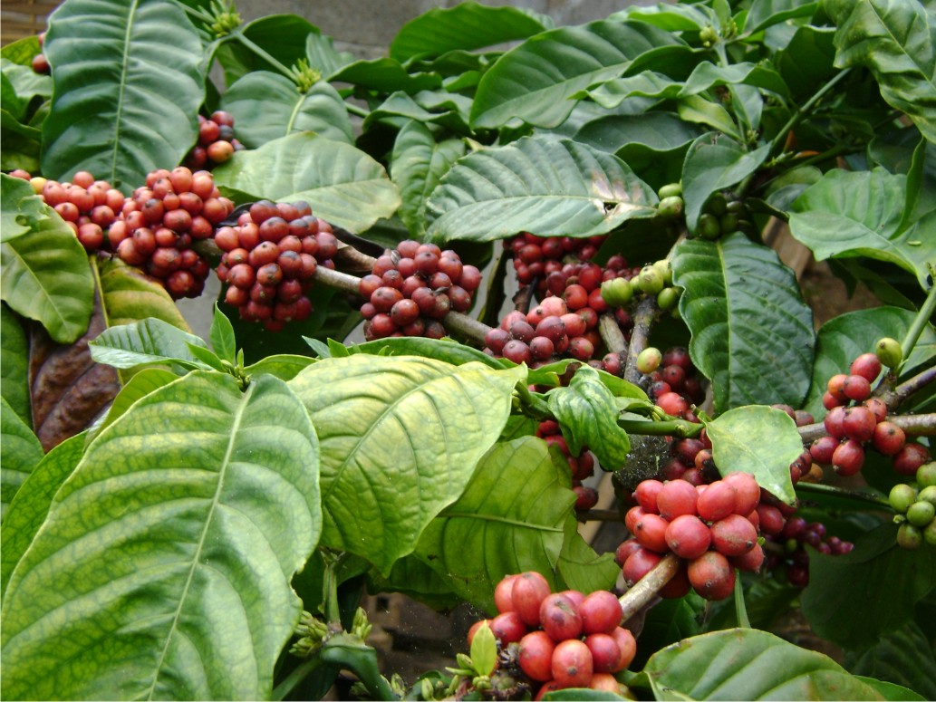 Detail Pemandangan Kebun Kopi Nomer 17